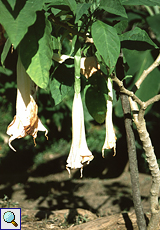 Weiße Engelstrompete (Angel Trumpet, Brugmansia candida)