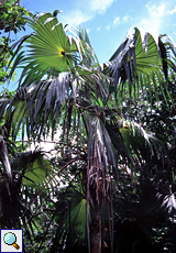 Puerto-Rico-Silberpalme (Puerto-Rico Silver Palm, Coccothrinax barbadensis)