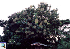 Teakholzbaum (Teak, Tectona grandis)