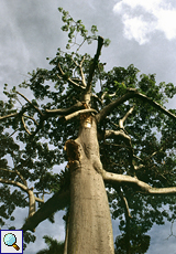 Kapokbaum (Silk Cotton Tree, Ceiba pentandra)