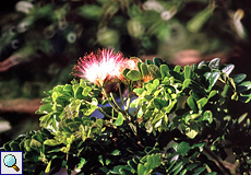 Puderquastenstrauch (Pink Powderpuff, Calliandra brevipes)