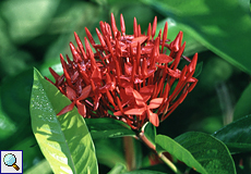 Scharlachrote Ixora (Flame of the Woods, Ixora coccinea)