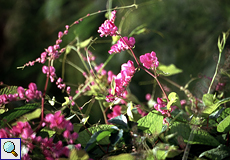 Korallenwein (Coral Vine, Antigonon leptopus)