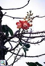 Kanonenkugelbaum (Cannonball Tree, Couroupita guianensis)