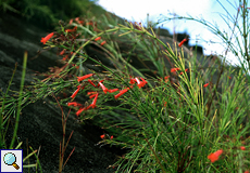Springbrunnenpflanze (Firecracker Plant, Russelia equisetiformis)