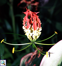 Purpurfarbener Ingwer (Red Ginger, Alpinia purpurata)