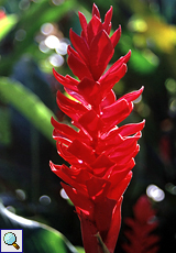 Purpurfarbener Ingwer (Red Ginger, Alpinia purpurata)