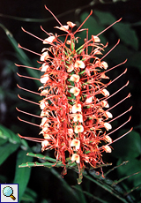 Zieringwer (Spiral Ginger, Costus sp.)