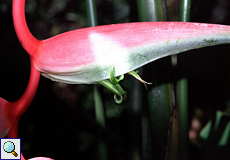 Blüte einer Helikonie (Heliconia, Heliconia chartacea)
