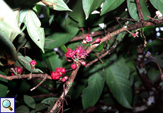 Pomarosa (Pomerac, Syzygium malaccense)