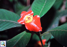 Psychotria poeppigiana (Hot Lips)