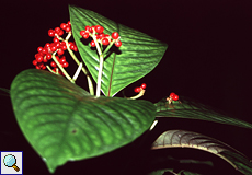 Psychotria poeppigiana (Hot Lips)