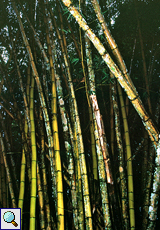 Unbestimmter Bambus Nr. 2