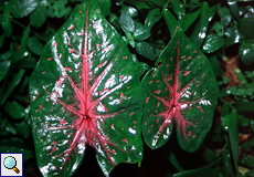 Buntwurz (Fancy-leaved Caladium, Caladium bicolor)