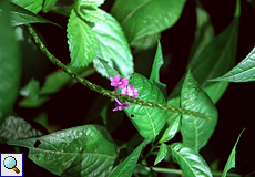 Sentimento-Blume (Blue Porterweed, Stachytarpheta jamaicensis)