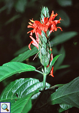 Pachystachys coccinea (Cardinal's Guard)