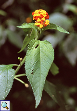 Wandelröschen (Bush Lantana, Lantana camara)