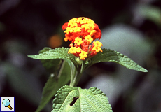 Wandelröschen (Bush Lantana, Lantana camara)