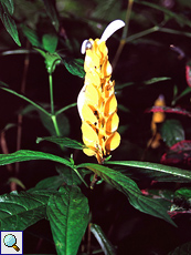 Goldähre (Golden Shrimp Plant, Pachystachys lutea)