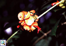 Chinesenhutpflanze (Japanese Hat, Holmskioldia sanguinea)