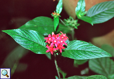 Pentas (Star Flower, Pentas lanceolata)