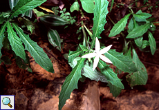 Hippobroma longiflora (Star of Bethlehem)