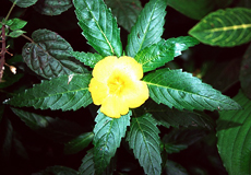 Safranmalve (Yellow Alder, Turnera ulmifolia)