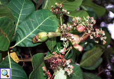 Blüten und Scheinfrüchte eines Kaschubaums (Cashew Tree, Anacardium occidental)