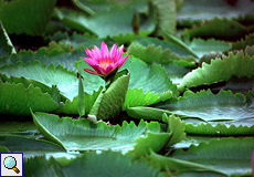 Seerose (Water Lily, Nymphaea sp.)