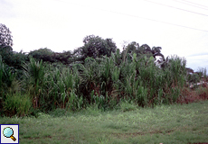 Zuckerrohr (Sugar Cane, Saccharum officinarum)