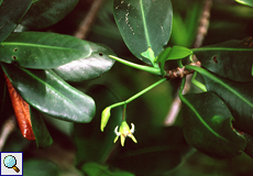 Blüte einer Roten Mangrove (Red Mangrove, Rhizophora mangle)