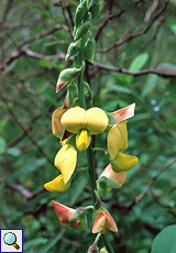 Geißklee (Wild Sweet Pea, Crotalaria retusa)
