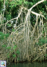 Rote Mangrove (Red Mangrove, Rhizophora mangle)