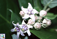 Blüten der Kronenblume (Crown Flower, Calotropis gigantea)