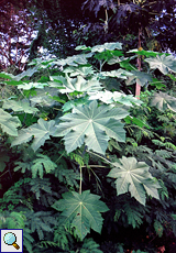 Wunderbaum (Castor Oil Plant, Ricinus communis)