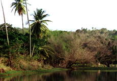 Kokospalme (Coconut Palm, Cocos nucifera)