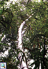 Unbestimmter Bambus Nr. 1