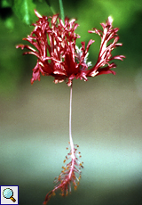 Koralleneibisch (Fingered Hibiscus, Hibiscus schizopetalus)