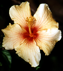 Chinesischer Roseneibisch (Chinese Hibiscus, Hibiscus rosa-sinensis)