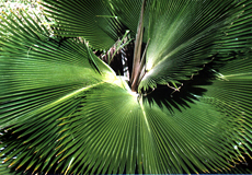 Talipotpalme (Talipot Palm, Corypha umbraculifera)