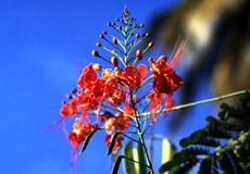 Pfauenstrauch (Pride of Barbados, Caesalpinia pulcherrima)