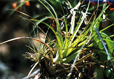 Tillandsia fasciculata var. densispica