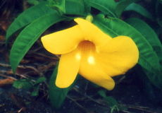 Goldtrompete (Golden Trumpet, Allamanda cathartica)