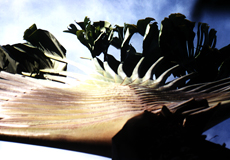 Baum der Reisenden (Voyager's Tree, Ravenala madagascariensis)