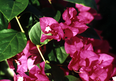 Bougainvillea sp.