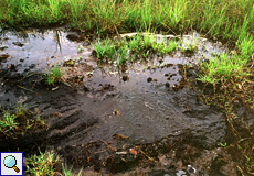 Das Wasser des Pitch Lake ist trüb, aber nährstoffreich