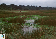 Pflanzengemeinschaft am Pitch Lake, Trinidad