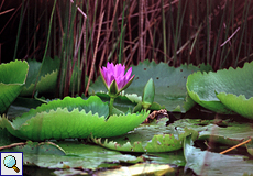 Seerosenblüte auf den Pitch Lake, Trinidad