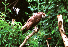 Fischadler (Pandion haliaetus)