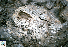 Blasenförmige Strukturen in ausgehärtetem Naturasphalt, Pitch Lake, Trinidad